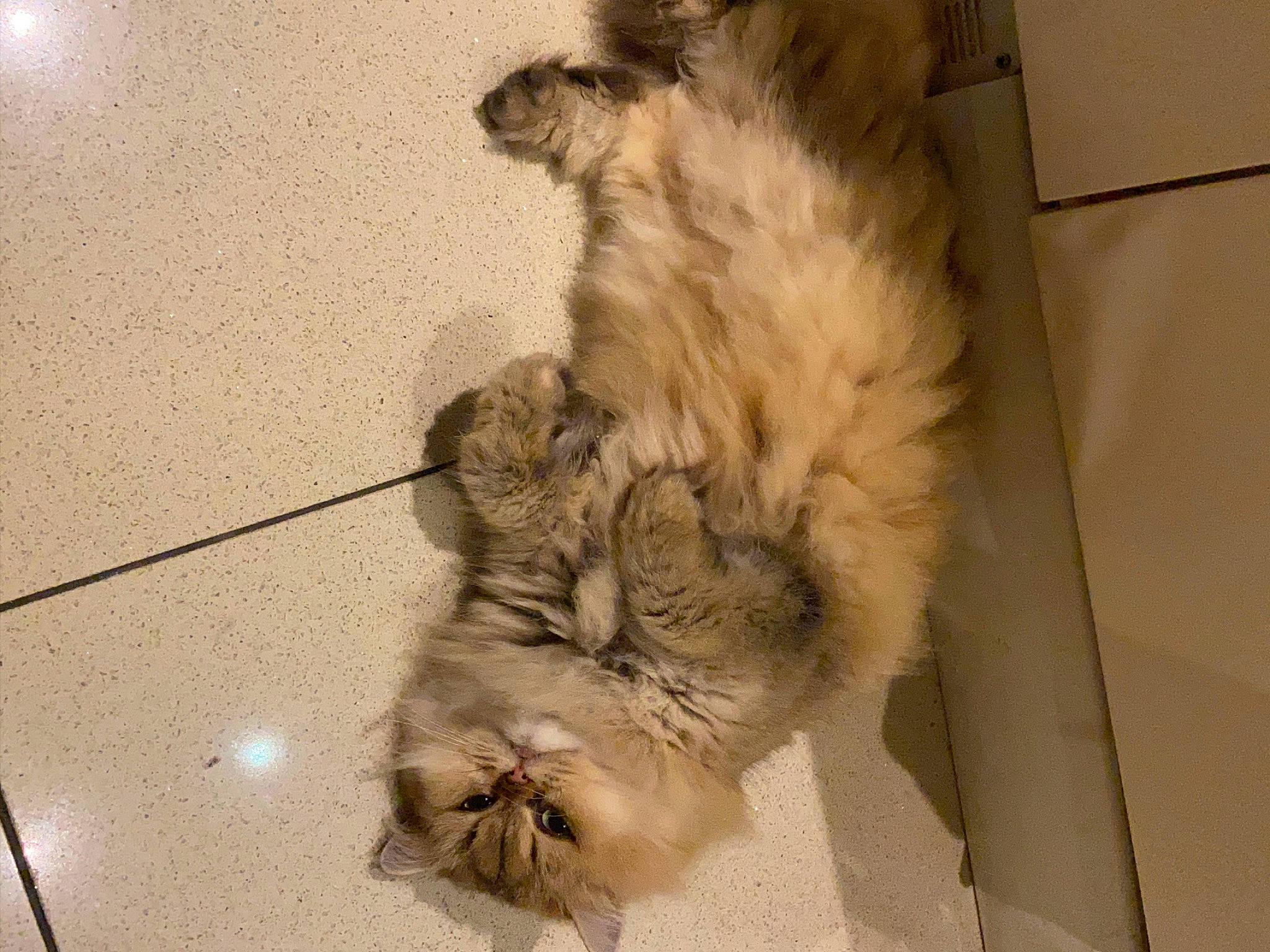 Rere joined the competition — help win amazing prizes! british_longhair, brown, canidae, carnivore, cat, claw, comfort, companion_dog, dog_breed, domestic_short_haired_cat, fawn, felidae, flooring, fur, paw, small_to_medium_sized_cats, sporting_group, tail, terrestrial_animal, whiskers