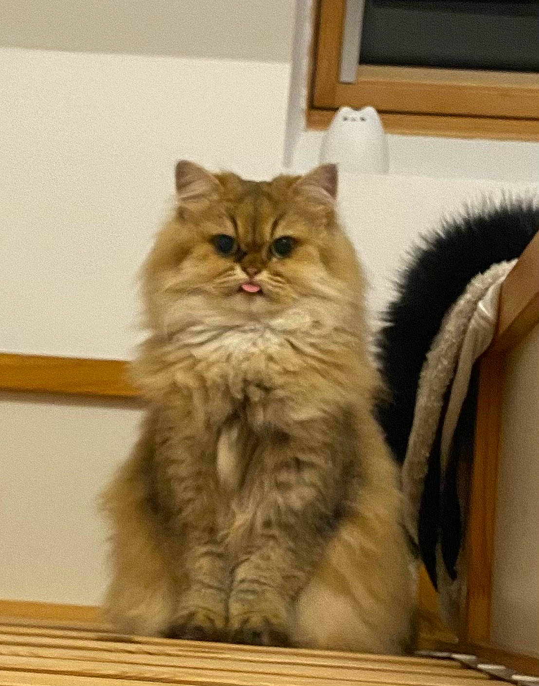 Rere is registered to the contest to win money with this photo: art, box, british_longhair, carnivore, cat, fawn, felidae, flooring, fur, hardwood, maine_coon, persian, small_to_medium_sized_cats, snout, tail, terrestrial_animal, whiskers, wood