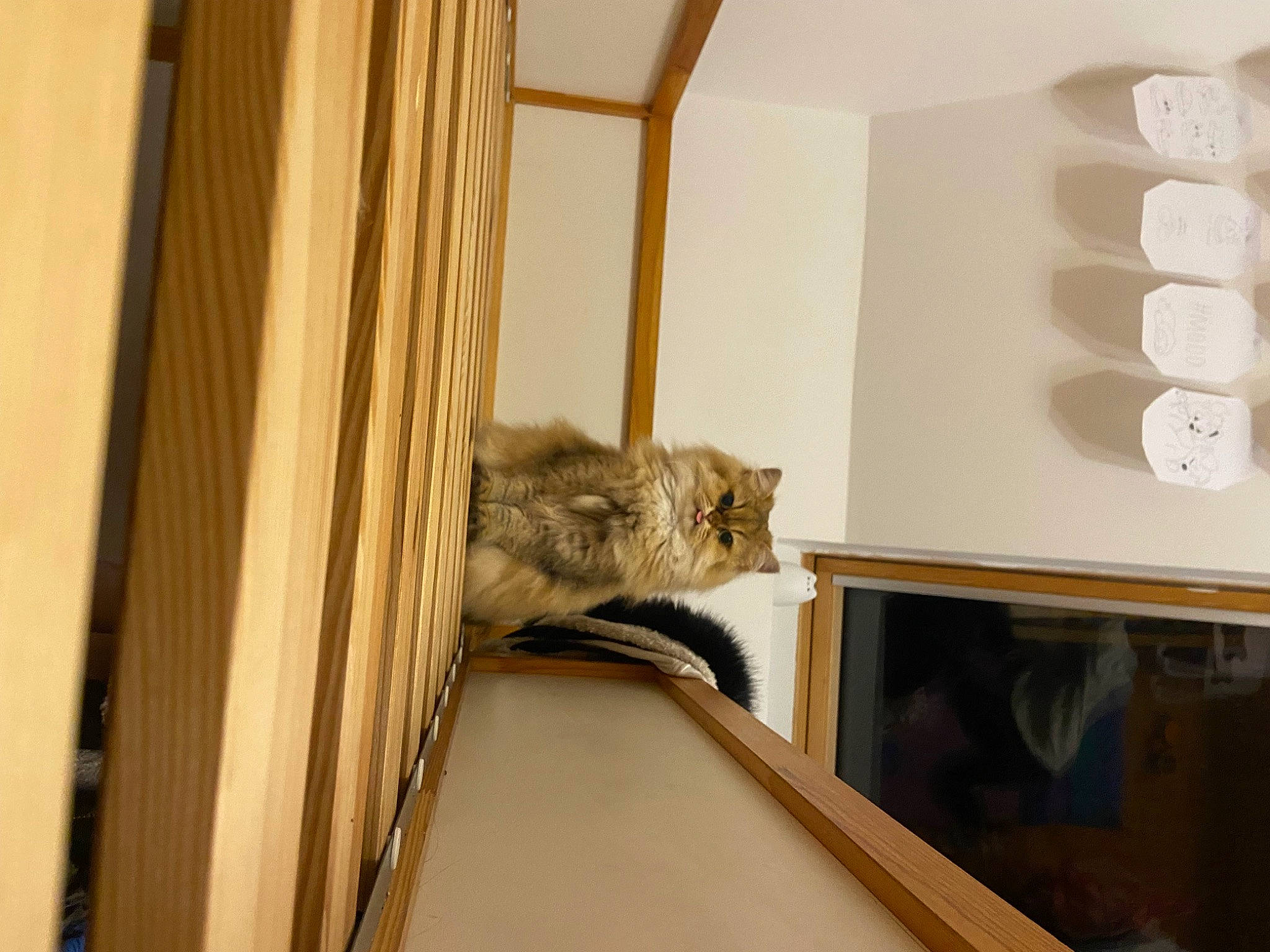 Rere joined the competition — help win amazing prizes! carnivore, cat, comfort, curtain, domestic_short_haired_cat, door, fawn, felidae, flooring, fur, hardwood, house, interior_design, room, shelf, small_to_medium_sized_cats, stairs, tail, whiskers, wood