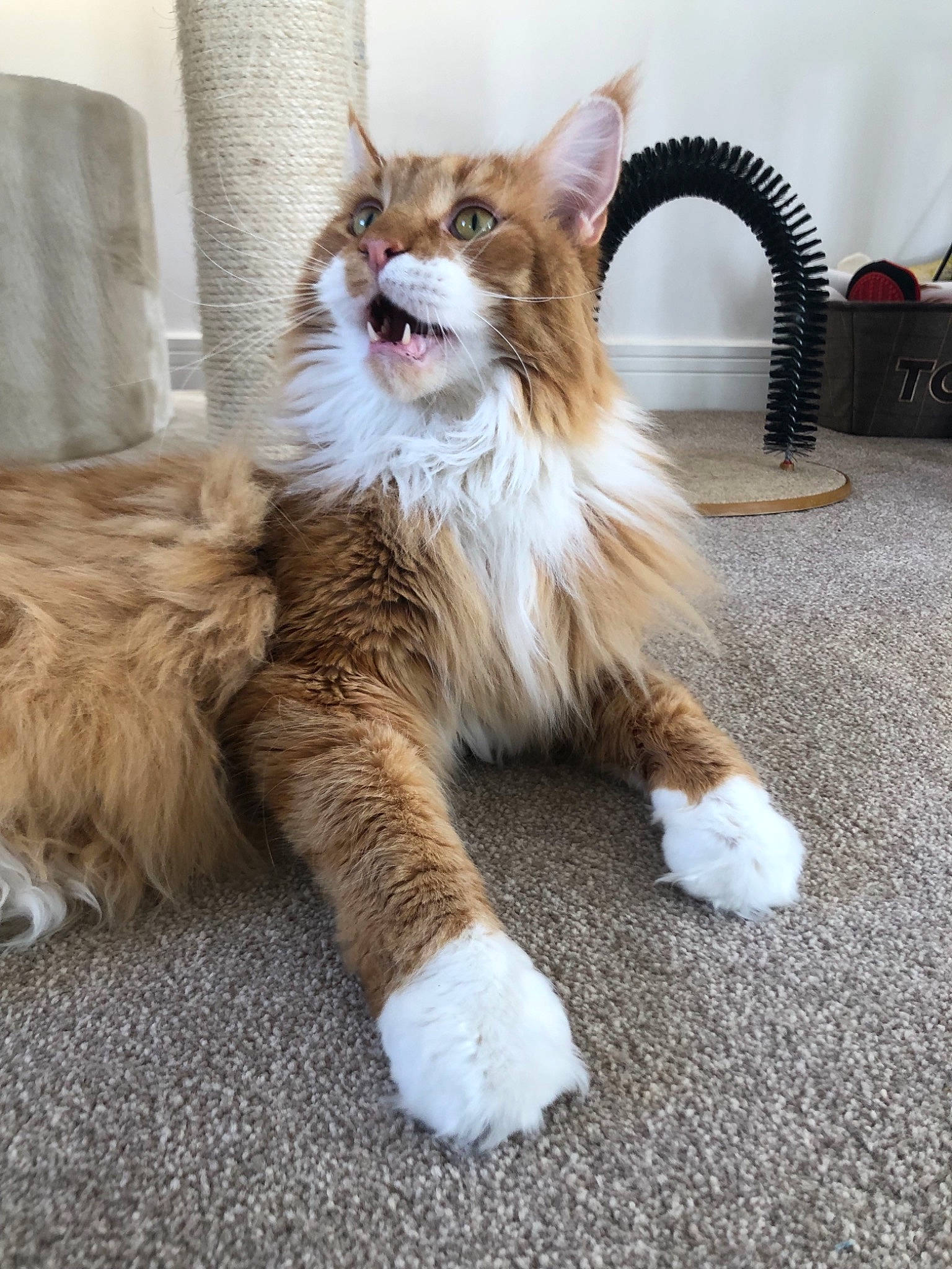 Nacho joined the competition — help win amazing prizes! aegean_cat, carnivore, cat, claw, domestic_long_haired_cat, facial_expression, fawn, felidae, fur, kitten, maine_coon, mammal, norwegian_forest_cat, paw, ragamuffin, small_to_medium_sized_cats, somali, tabby_cat, tail, whiskers