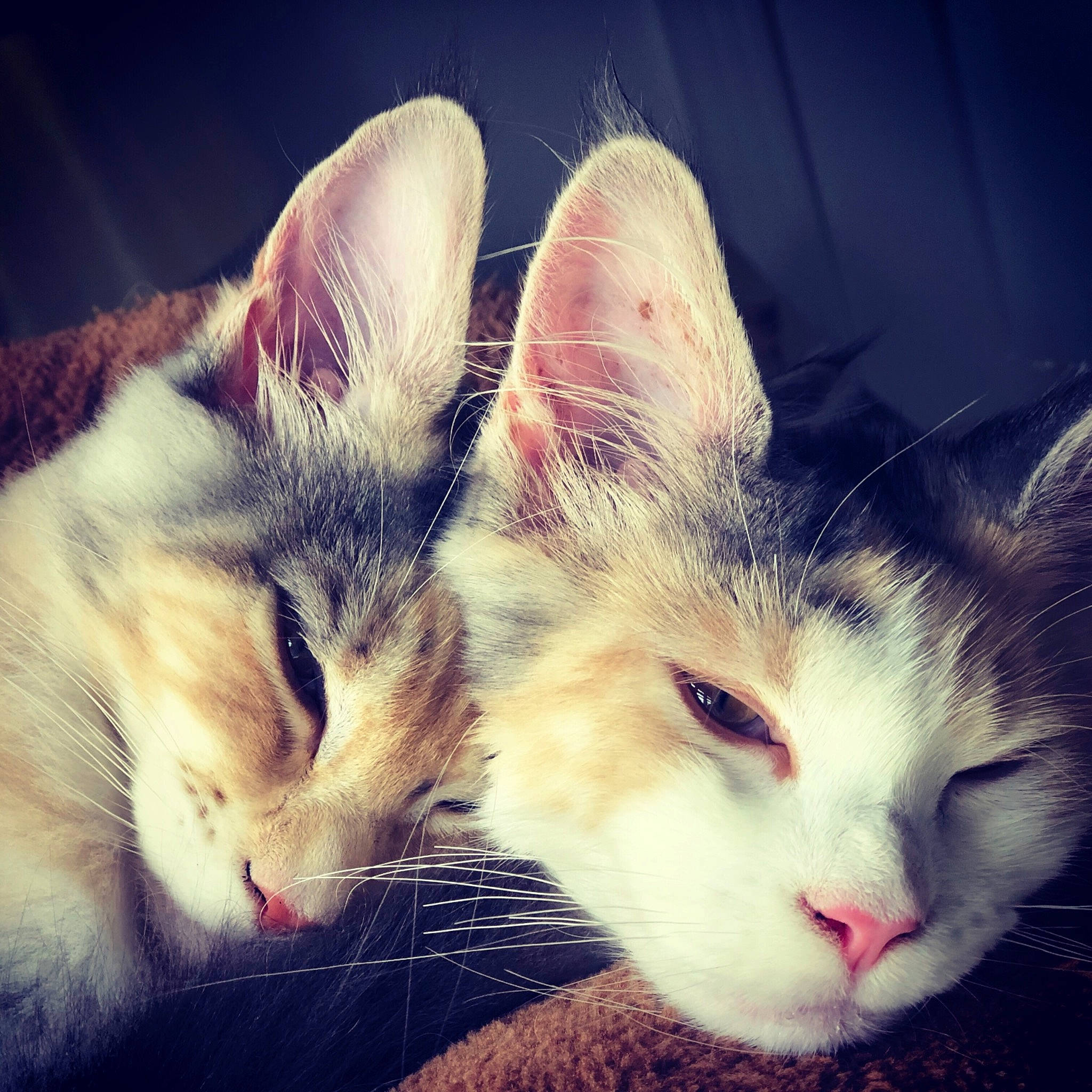 Pickle And Lilli is registered to the contest to win money with this photo: aegean_cat, beauty, carnivore, cat, close_up, cloud, ear, european_shorthair, eye, felidae, fur, kitten, nap, nose, sky, sleep, small_to_medium_sized_cats, snout, tabby_cat, whiskers