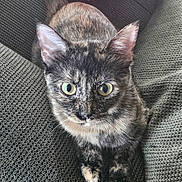 Calypso joined the competition — help win amazing prizes! cat, tortoiseshell, green_eyes, pet, animal, feline, curious, indoor, cozy, texture, fabric, crocheted, pink, closeup, sitting, portrait, whiskers, ears, paw, looking_up