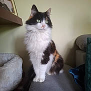 Reset a rejoint le concours — aidez-le/la à gagner de superbes lots ! cat, calico, fluffy, pet, indoor, sofa, couch, green_eyes, feline, domestic_animal, fur, sitting, cozy, home, animal, cute, mammal, whiskers, ears, portrait