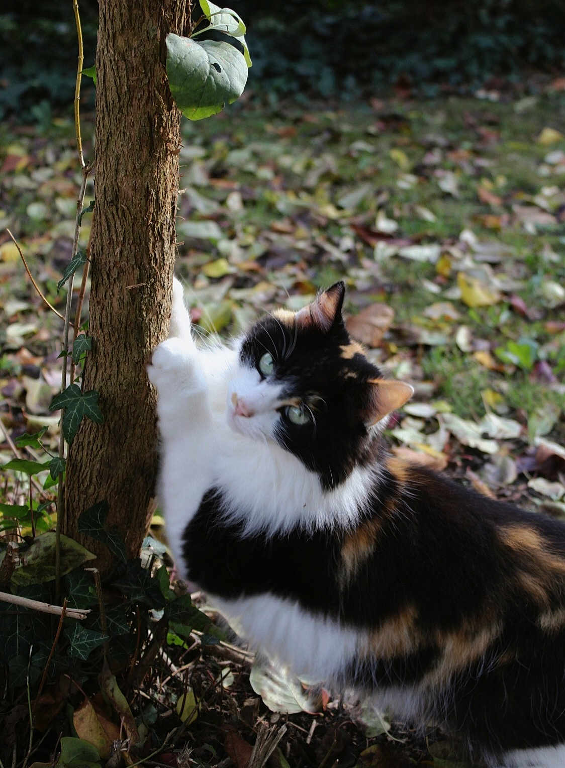 Reset participe au concours pour gagner de l'argent avec cette photo : cat, calico_cat, tree, nature, outdoor, leaves, greenery, animal, fur, pet, climbing, curious, mammal, wildlife, plant, autumn, closeup, daylight, cute, whiskers