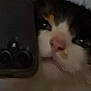 Reset a rejoint le concours — aidez-le/la à gagner de superbes lots ! cat, close_up, blurry, phone, pink_nose, eyes, indoor, low_light, grainy, portrait, animal, pet, feline, whiskers, face, reflection, selfie, dark, soft_focus, cute