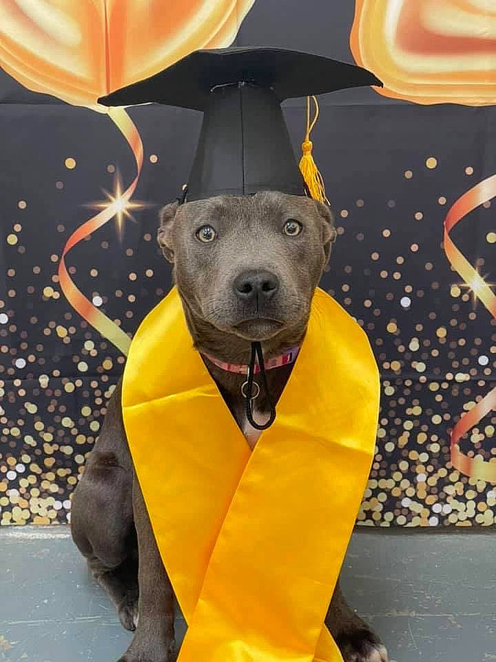 Skye joined the competition — help win amazing prizes! art, canidae, carnivore, costume, dog_breed, electric_blue, event, fawn, fun, fur, hat, snout, terrestrial_animal, visual_arts, whiskers, working_animal