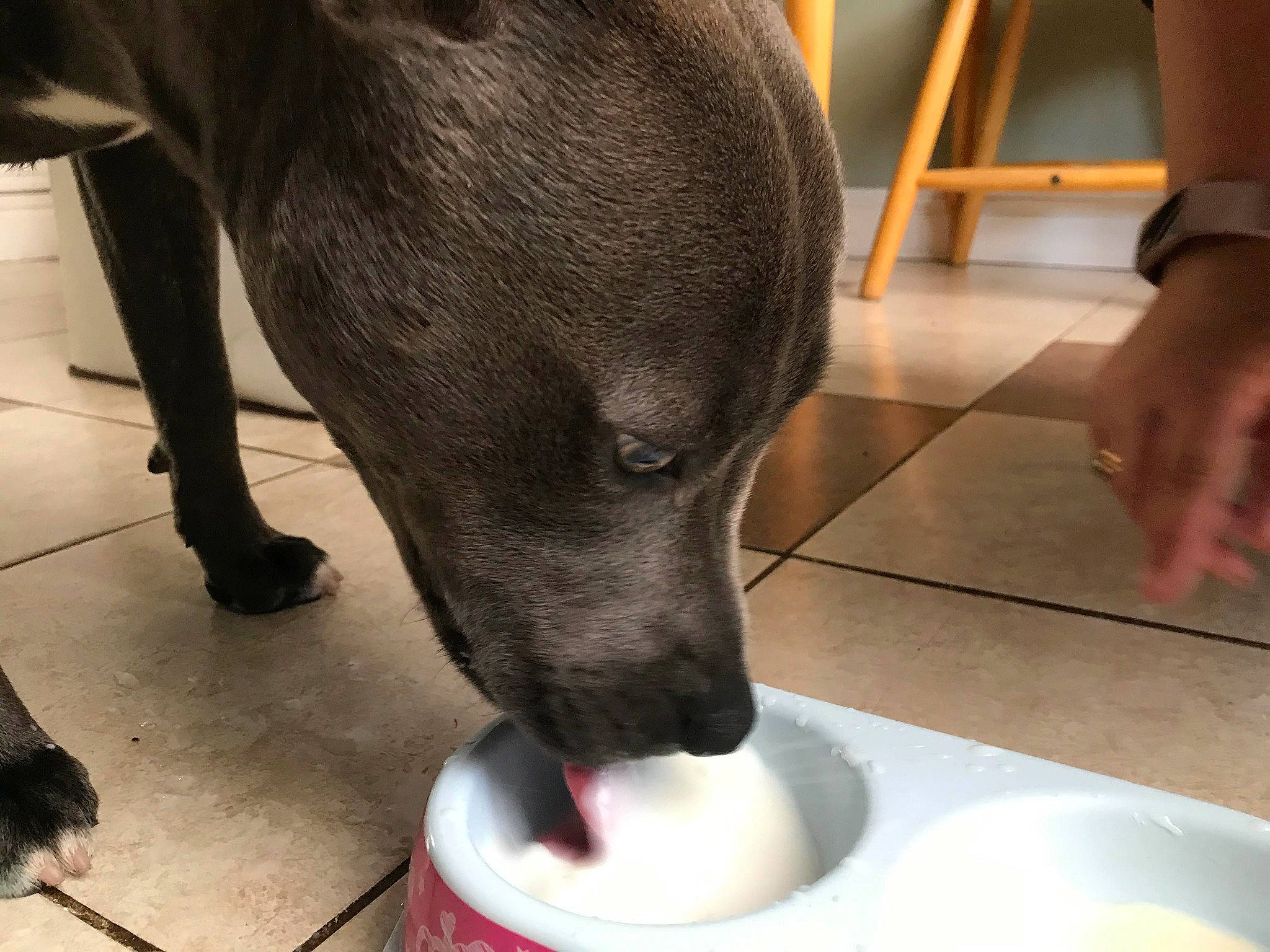 Skye is registered to the contest to win money with this photo: bowl, carnivore, companion_dog, dishware, dog, dog_breed, dog_food, fawn, floor, flooring, fur, human_leg, ingredient, liver, plate, serveware, snout, sporting_group, whiskers, working_animal