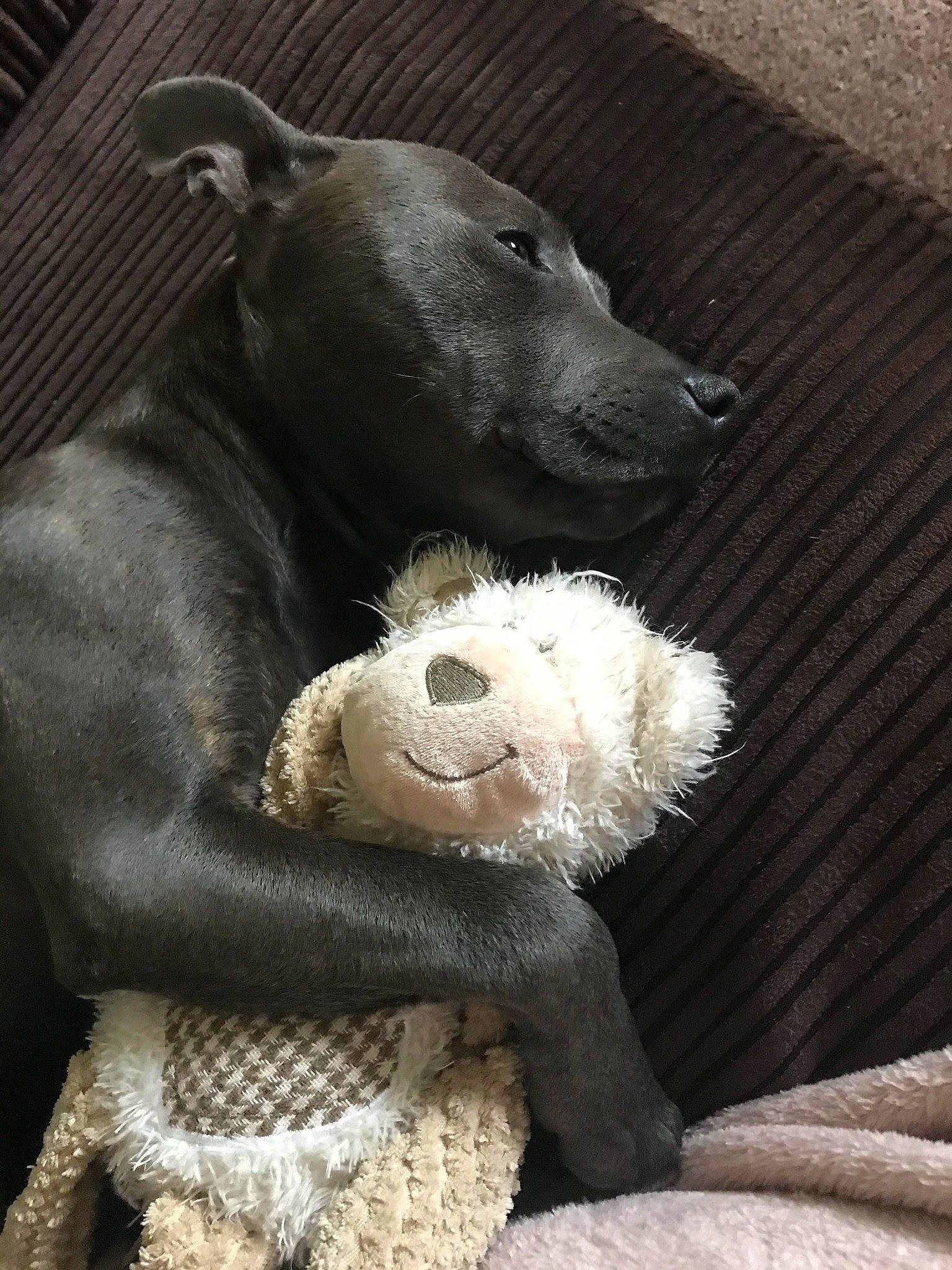 Skye is registered to the contest to win money with this photo: bear, carnivore, comfort, dog_breed, foot, fur, grey, paw, plush, snout, stuffed_toy, terrestrial_animal, toy, wildlife, working_animal
