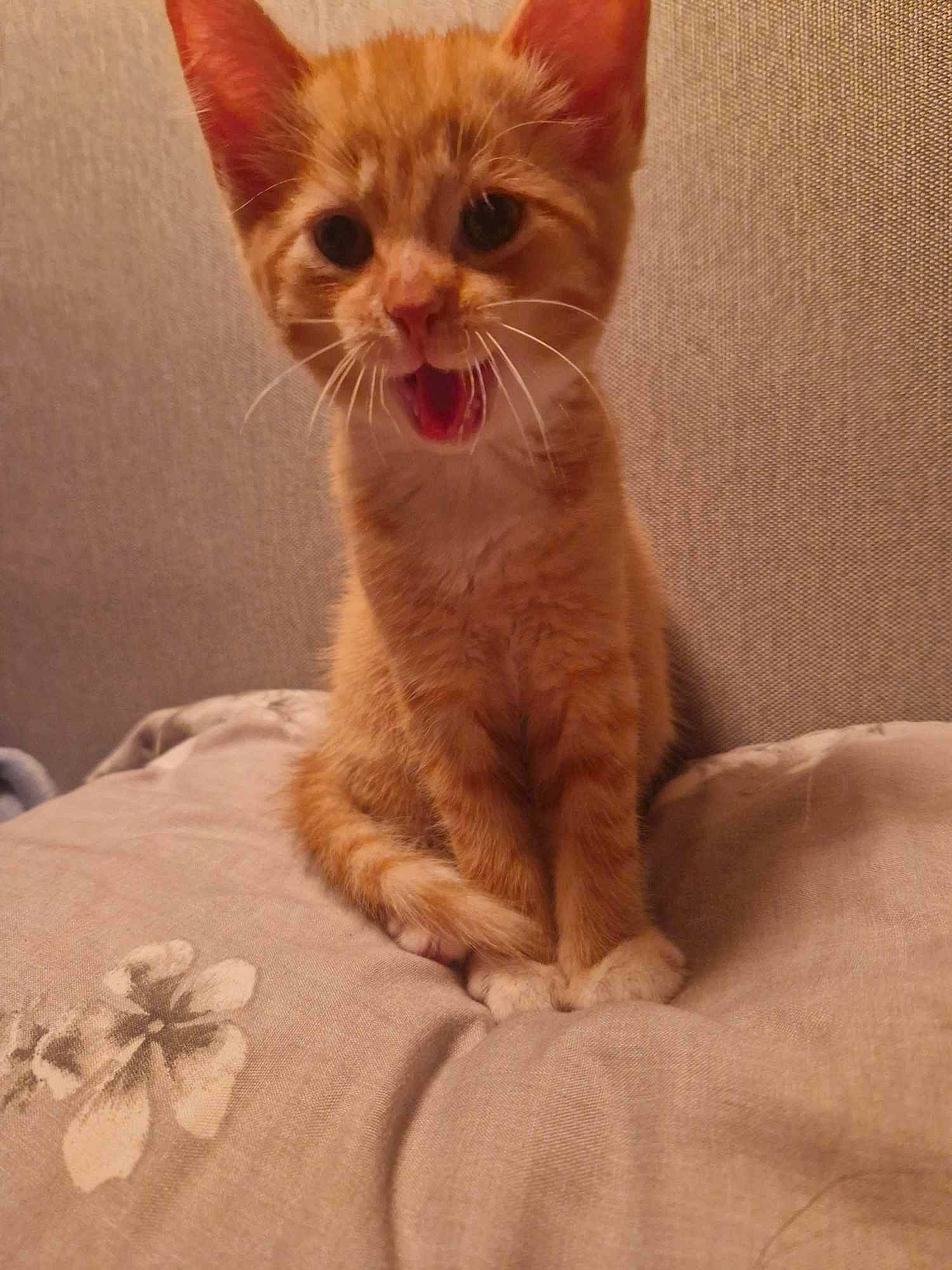 Archie joined the competition — help win amazing prizes! carnivore, cat, claw, comfort, domestic_short_haired_cat, eye, fawn, felidae, fur, linens, paw, peach, small_to_medium_sized_cats, snout, tail, terrestrial_animal, whiskers