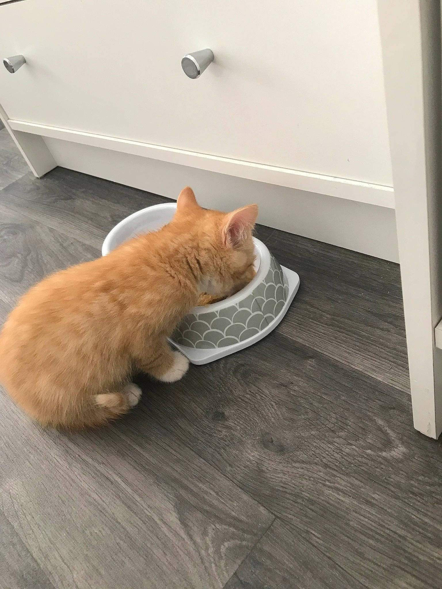 Archie is registered to the contest to win money with this photo: carnivore, cat, cat_supply, comfort, domestic_short_haired_cat, fawn, felidae, floor, flooring, fur, hardwood, linens, paw, pet_supply, room, small_to_medium_sized_cats, tail, whiskers, wood, wood_flooring