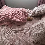 Archie is registered to the contest to win money with this photo: bed, bed_sheet, bedding, comfort, duvet, felidae, flooring, fur, grey, hardwood, linens, magenta, natural_material, pattern, room, small_to_medium_sized_cats, textile, tints_and_shades, window, wood
