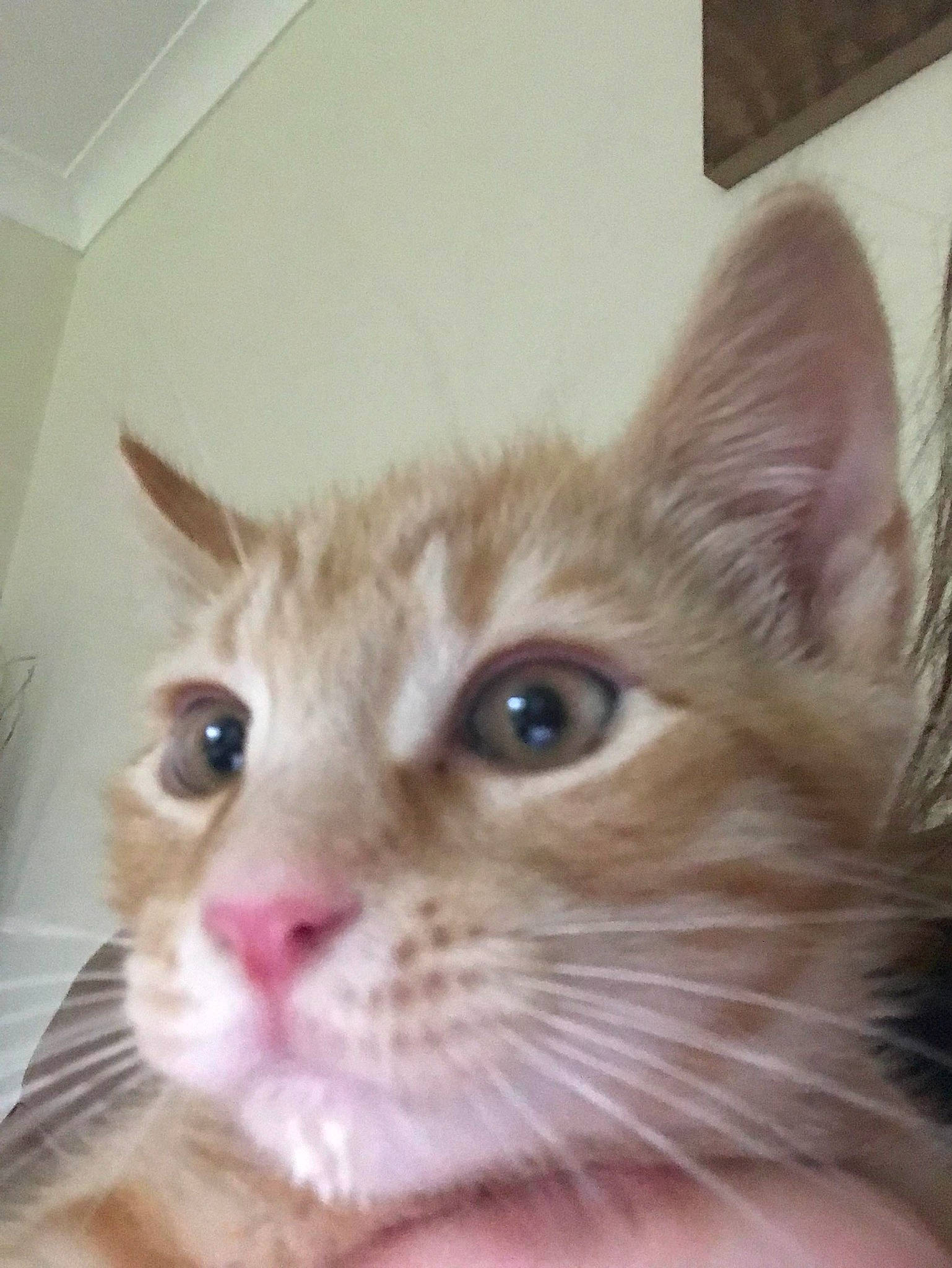 Archie is registered to the contest to win money with this photo: carnivore, cat, curious, domestic_short_haired_cat, ear, fawn, felidae, fur, pet_supply, small_to_medium_sized_cats, snout, whiskers, window