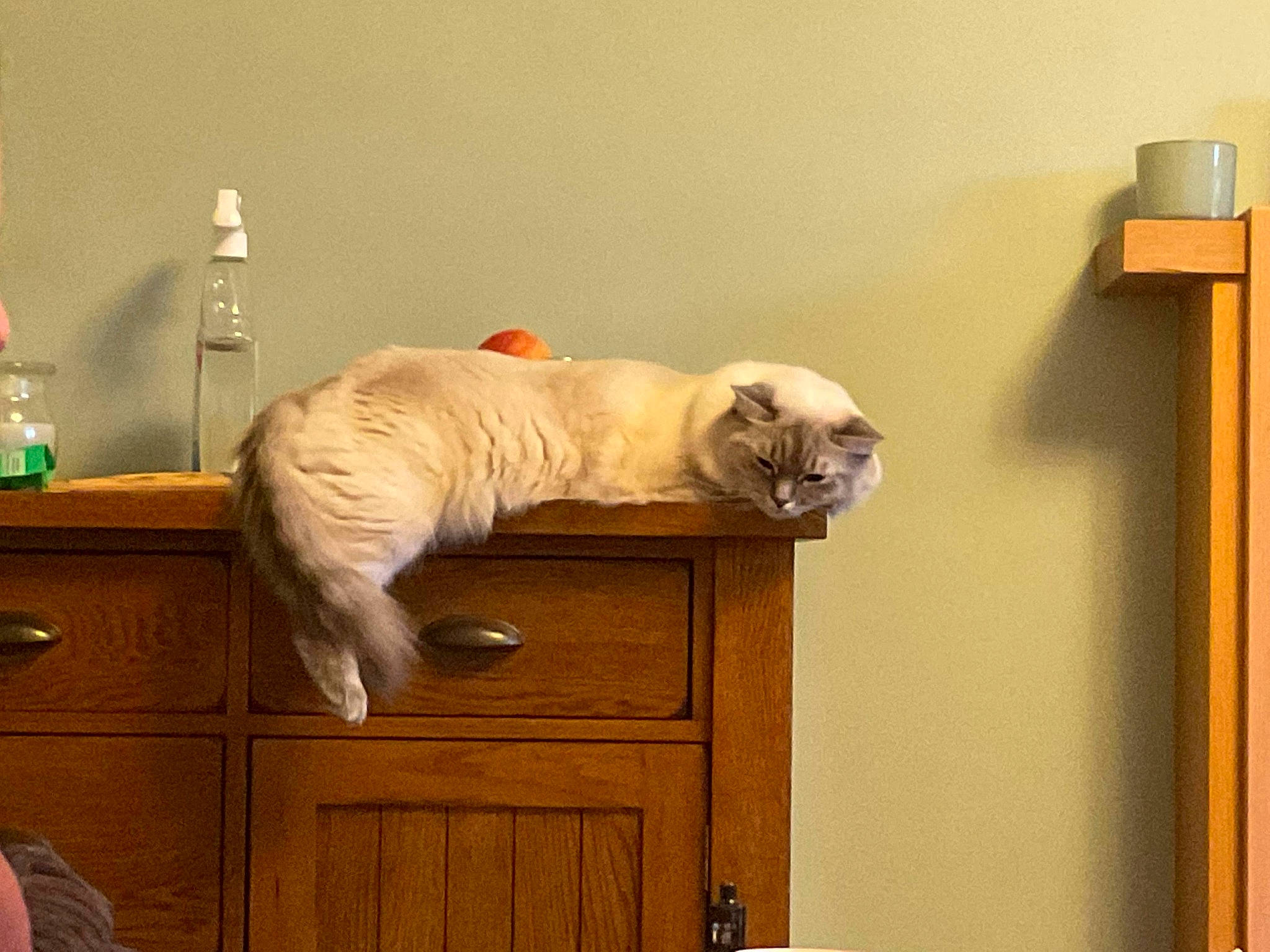 Lola is registered to the contest to win money with this photo: art, bottle, cabinetry, canidae, carnivore, cat, comfort, companion_dog, dog_breed, drawer, fawn, felidae, fur, hardwood, room, small_to_medium_sized_cats, sporting_group, tail, whiskers, wood