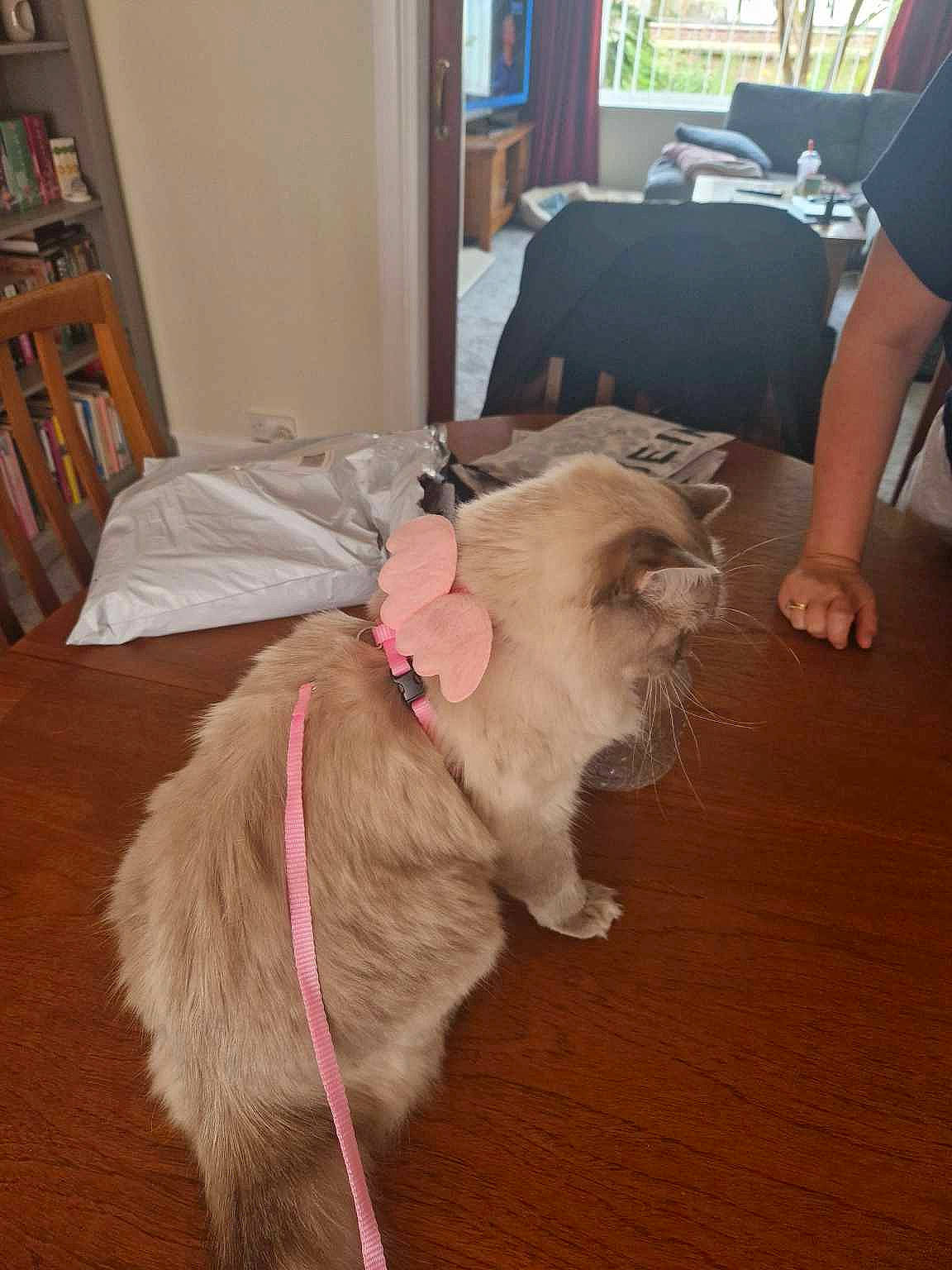 Lola joined the competition — help win amazing prizes! canidae, carnivore, companion_dog, dog_breed, fawn, felidae, floor, flooring, fur, hardwood, liver, picture_frame, shelf, small_to_medium_sized_cats, sporting_group, tail, toy_dog, whiskers, wood, working_animal