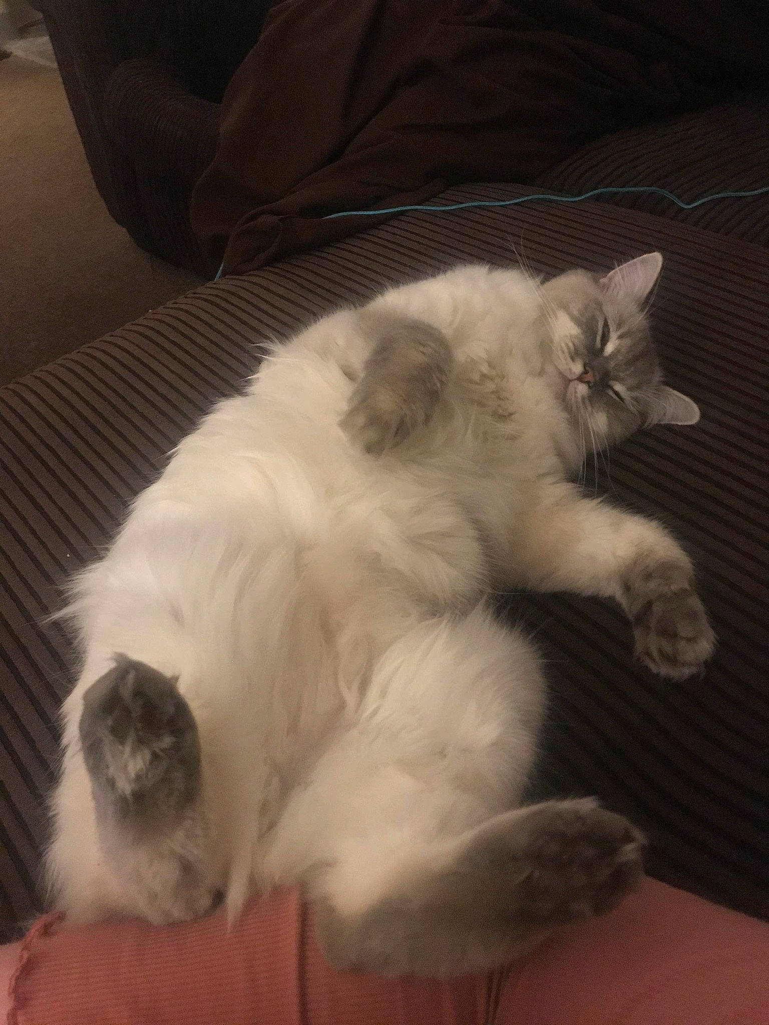 Lola joined the competition — help win amazing prizes! balinese, carnivore, cat, claw, comfort, companion_dog, felidae, fur, paw, small_to_medium_sized_cats, snout, tail, whiskers