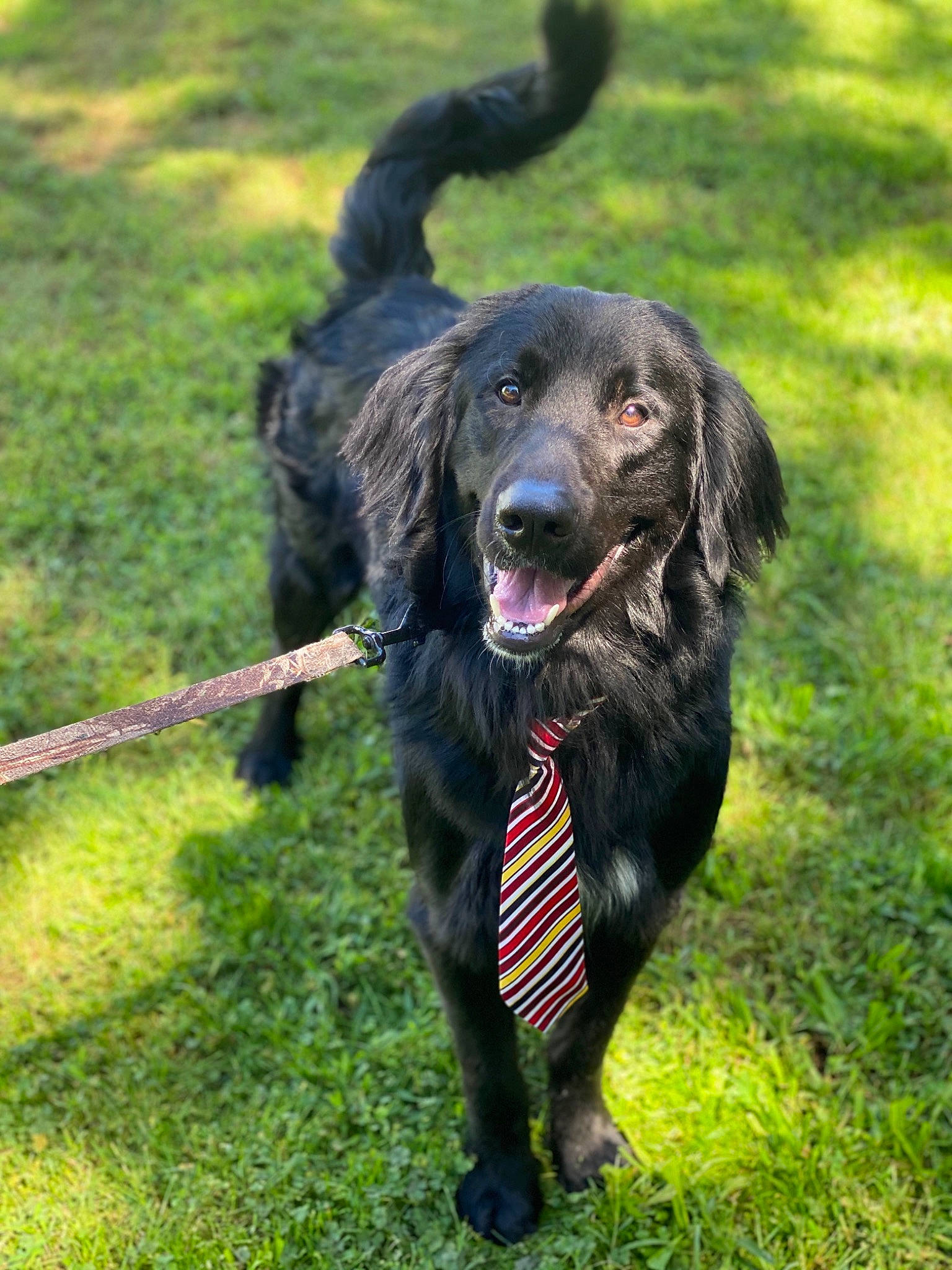 Banjo is registered to the contest to win money with this photo: borador, boykin_spaniel, canidae, carnivore, companion_dog, dog, dog_breed, flat_coated_retriever, german_spaniel, hovawart, hunting_dog, labrador_retriever, large_munsterlander, mammal, picardy_spaniel, rare_breed_dog, retriever, spaniel, sporting_group, vertebrate