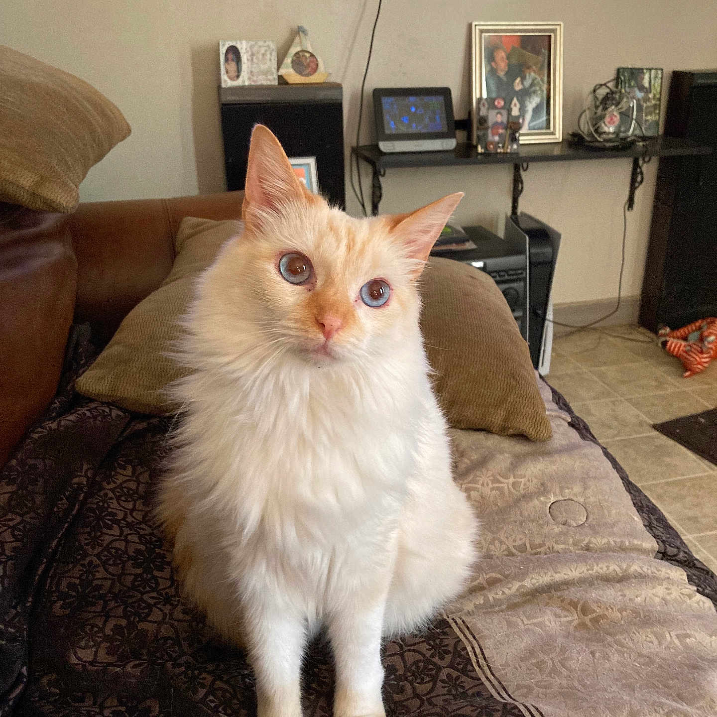 Baby joined the competition — help win amazing prizes! animal, architecture, building, cat, computerhardware, couch, cushion, electronics, furniture, hardware, homedecor, indoors, interiordesign, livingroom, monitor, person, pet, room, screen, tv