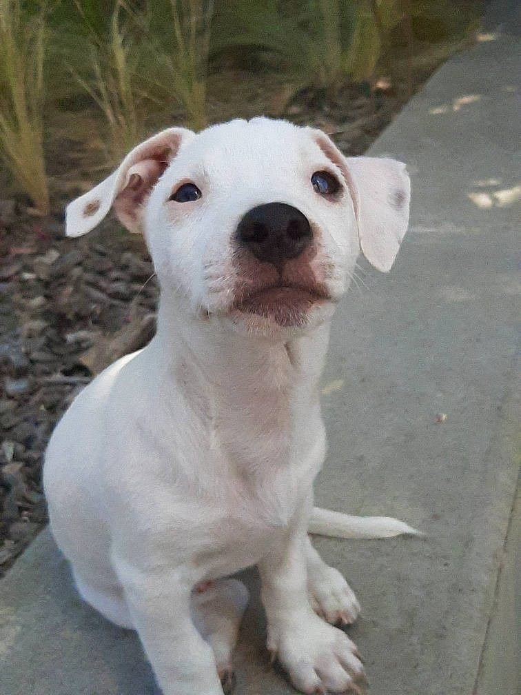 Rex participe au concours pour gagner de l'argent avec cette photo : american_bulldog, bully_kutta, canidae, carnivore, companion_dog, cordoba_fighting_dog, dog, dog_breed, dogo_argentino, dogo_guatemalteco, fawn, mammal, non_sporting_group, pit_bull, puppy, rare_breed_dog, snout, valley_bulldog, vertebrate