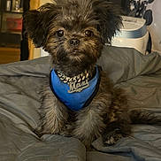 Mazi is registered to the contest to win money with this photo: dog, puppy, pet, blue_harness, chain_necklace, bed, fur, indoor, cute, fluffy, small_dog, sitting, animal, expression, brown_fur, adorable, collar, portrait, domestic, cozy