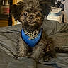 adorable, animal, bed, blue_harness, brown_fur, chain_necklace, collar, cozy, cute, dog, domestic, expression, fluffy, fur, indoor, pet, portrait, puppy, sitting, small_dog