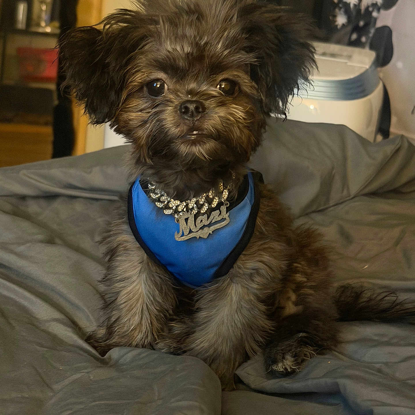 Mazi is registered to the contest to win money with this photo: dog, puppy, pet, blue_harness, chain_necklace, bed, fur, indoor, cute, fluffy, small_dog, sitting, animal, expression, brown_fur, adorable, collar, portrait, domestic, cozy