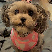 Makya joined the competition — help win amazing prizes! adorable, animal_portrait, black_eyes, blanket, brown_fur, close_up, companion, cute, dog, domestic_animal, fluffy, fur, indoor, looking_up, pet_accessory, pet_clothing, pink_bow, pony_tail, small_dog, toy_poodle