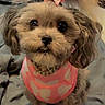adorable, animal_portrait, black_eyes, blanket, brown_fur, close_up, companion, cute, dog, domestic_animal, fluffy, fur, indoor, looking_up, pet_accessory, pet_clothing, pink_bow, pony_tail, small_dog, toy_poodle