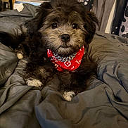 Malaki is registered to the contest to win money with this photo: dog, puppy, bandana, bed, blanket, indoor, cute, fluffy, pet, canine, fur, adorable, resting, cozy, portrait, closeup, animal, home, comfort, decor