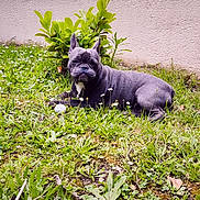 Bella a rejoint le concours — aidez-le/la à gagner de superbes lots ! french_bulldog, dog, puppy, grass, flower, greenery, outdoor, garden, plant, pet, animal, canine, lawn, young_dog, relaxed, nature, small_flower, pink_wall, curious, summer