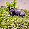 french_bulldog, dog, puppy, grass, flower, greenery, outdoor, garden, plant, pet, animal, canine, lawn, young_dog, relaxed, nature, small_flower, pink_wall, curious, summer