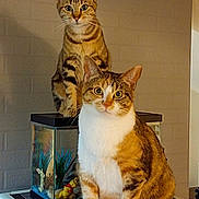 Isabelle Et Tokyo a rejoint le concours — aidez-le/la à gagner de superbes lots ! cat, cats, indoor, fish_tank, pet, animal, curious, tabby, orange, white, striped, sitting, looking, feline, domestic_cat, household, cute, companion, mammal, whiskers