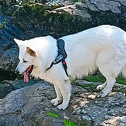 Ouman participe au concours pour gagner de l'argent avec cette photo : alert, animal, canine, curious, daylight, dog, fur, grass, harness, mammal, nature, outdoor, pet, portrait, rock, side_view, standing, tongue_out, white_dog, wildlife