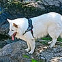 alert, animal, canine, curious, daylight, dog, fur, grass, harness, mammal, nature, outdoor, pet, portrait, rock, side_view, standing, tongue_out, white_dog, wildlife