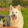 Ouman a rejoint le concours — aidez-le/la à gagner de superbes lots ! animal, canine, dog, ears, face, fluffy, garden, grass, greenery, happy, nature, outdoor, pet, plant_pot, plastic_chair, relaxed, summer, sunlight, tongue_out, white_dog