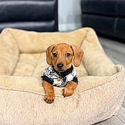 Barkley is registered to the contest to win money with this photo: puppy, dog, dog_bed, pet, cute, brown_dog, indoor, floor, collar, sweater, small_dog, canine, animal, adorable, looking, resting, cozy, young_dog, fur, ears