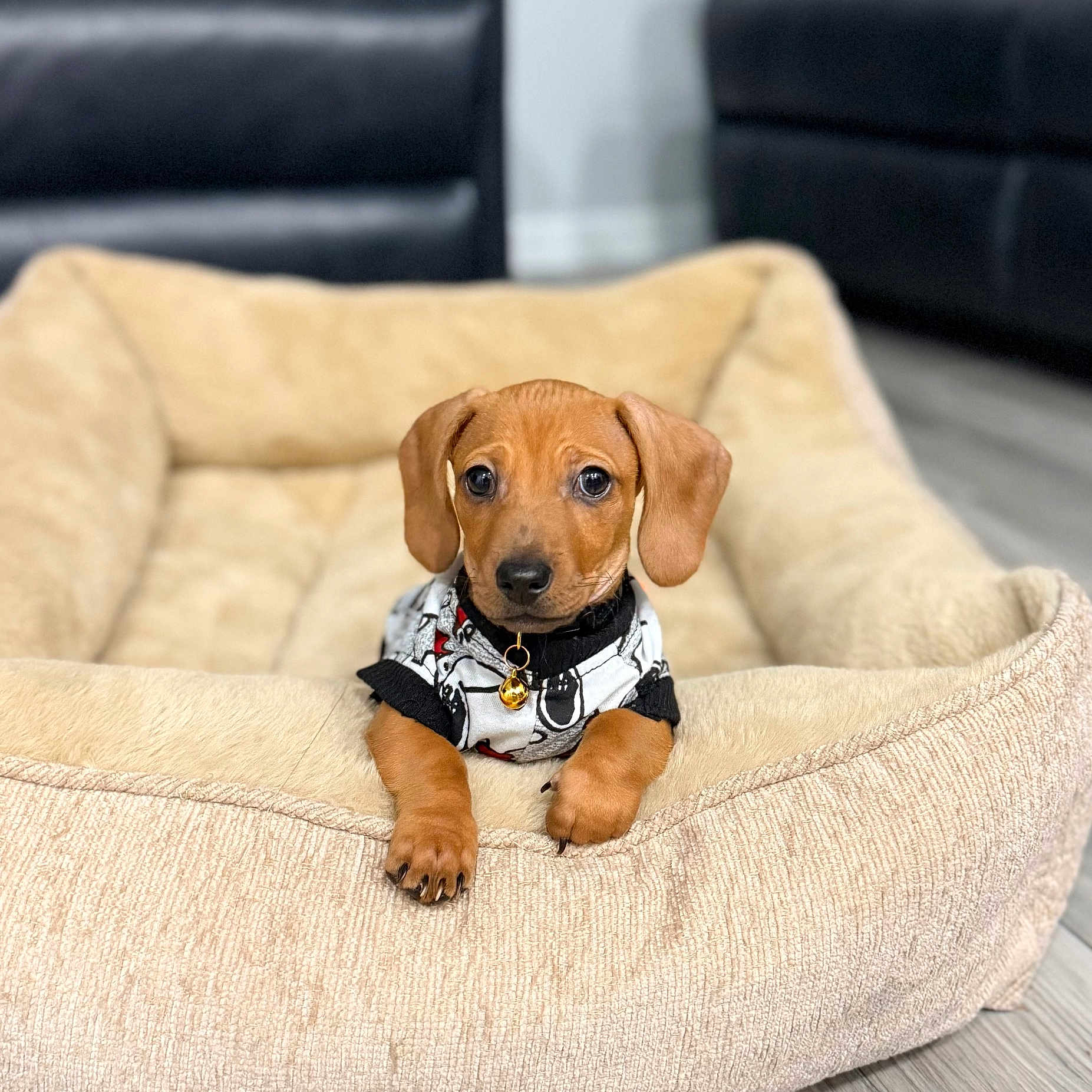 Barkley is registered to the contest to win money with this photo: puppy, dog, dog_bed, pet, cute, brown_dog, indoor, floor, collar, sweater, small_dog, canine, animal, adorable, looking, resting, cozy, young_dog, fur, ears
