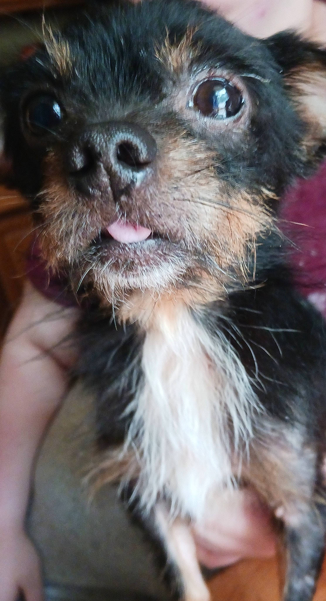 Paco is registered to the contest to win money with this photo: canidae, carnivore, close_up, collar, companion_dog, dog, dog_breed, dog_collar, ear, fawn, fur, liver, paw, snout, sporting_group, terrestrial_animal, terrier, toy_dog, whiskers, working_animal