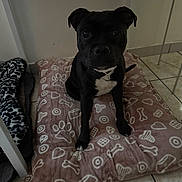 Kael participe au concours pour gagner de l'argent avec cette photo : dog, pet_bed, black_dog, indoor, tile_floor, furniture, white_chest, curious, sitting, paw_prints, bone_pattern, cozy, animal, companion, domestic, resting, quiet, flooring, collar, portrait