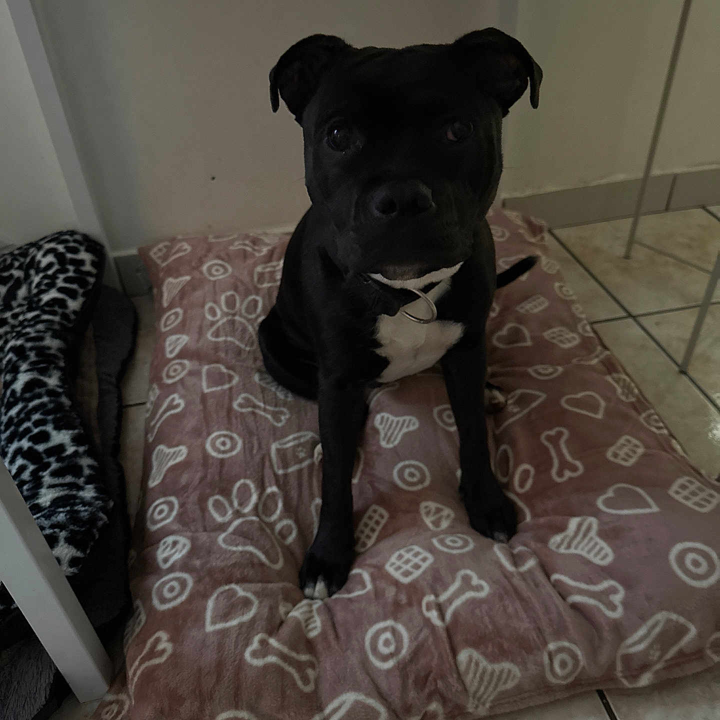 Kael participe au concours pour gagner de l'argent avec cette photo : animal, black_dog, bone_pattern, collar, companion, cozy, curious, dog, domestic, flooring, furniture, indoor, paw_prints, pet_bed, portrait, quiet, resting, sitting, tile_floor, white_chest