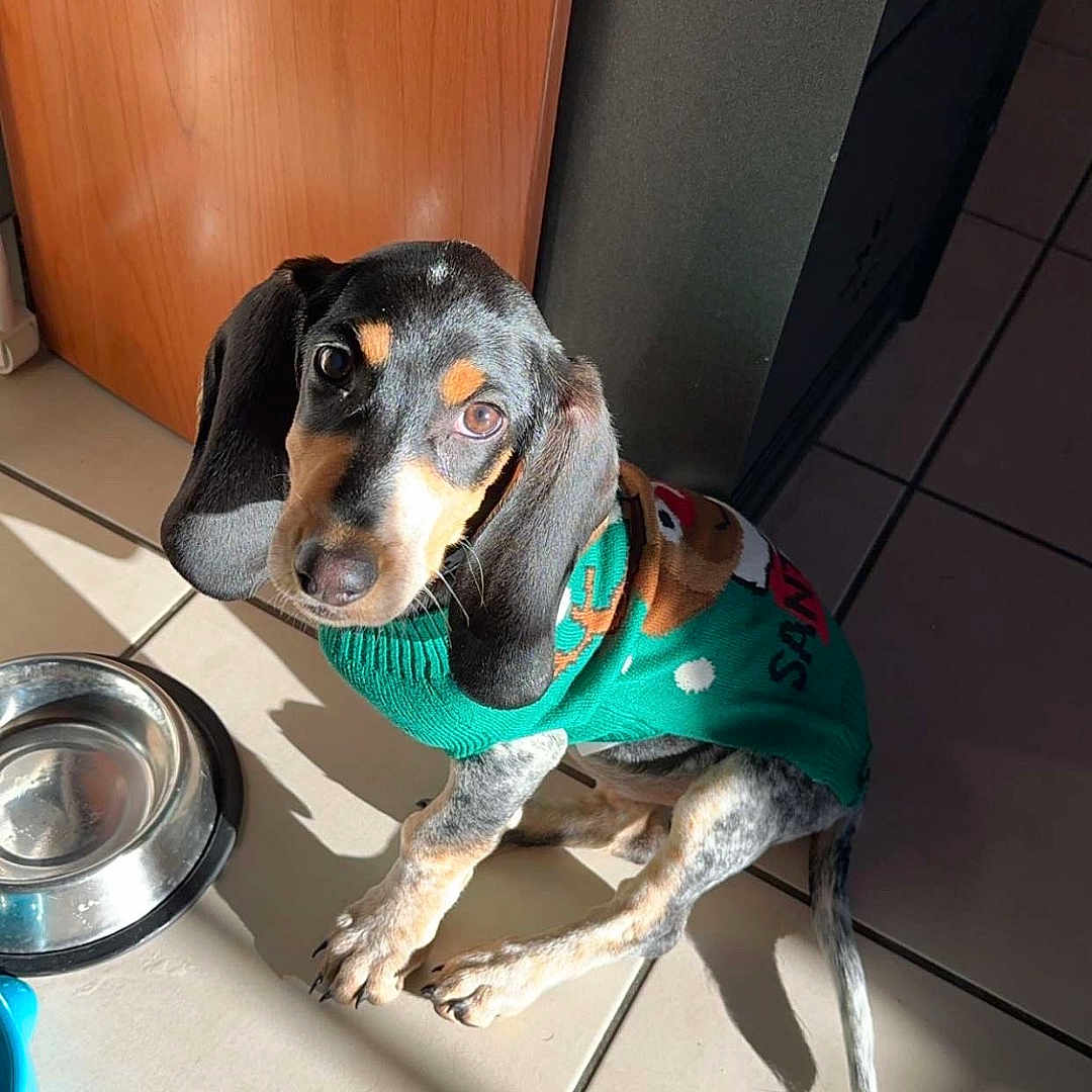 Vaïna participe au concours pour gagner de l'argent avec cette photo : accessories, animal, architecture, beagle, building, canine, clothing, costume, dog, door, hound, indoors, interiordesign, lighting, person, pet, pointer, puppy, window, wood