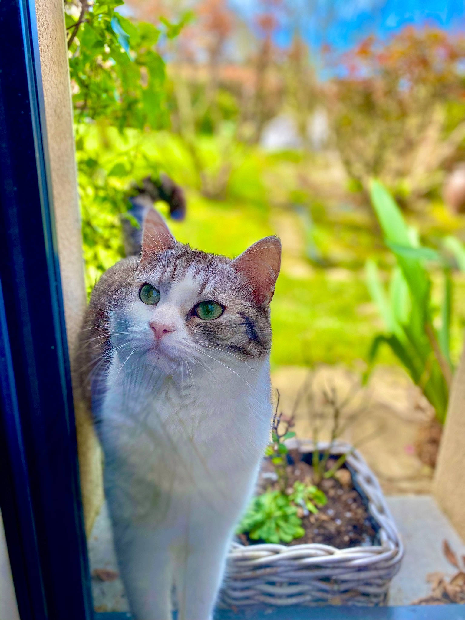 Simone a rejoint le concours — aidez-le/la à gagner de superbes lots ! carnivore, cat, domestic_short_haired_cat, door, fawn, felidae, flowerpot, fur, grass, groundcover, houseplant, leaf, plant, small_to_medium_sized_cats, snout, tail, whiskers, wildlife, window, wood