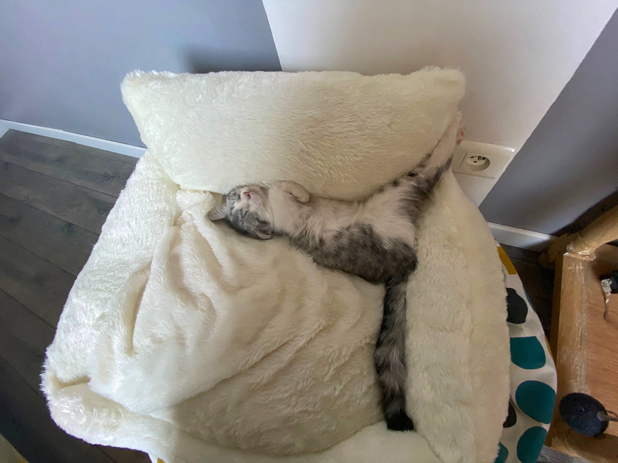 Simone a rejoint le concours — aidez-le/la à gagner de superbes lots ! bedding, beige, comfort, fashion_accessory, felidae, fur, fur_clothing, linens, room, teddy_bear, throw_pillow, towel, wood, wool