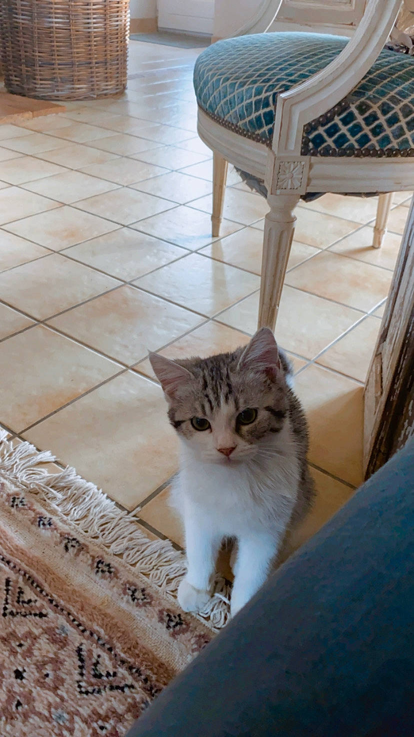 Simone a rejoint le concours — aidez-le/la à gagner de superbes lots ! carnivore, cat, chair, domestic_short_haired_cat, door, fawn, felidae, floor, flooring, hardwood, house, laminate_flooring, line, mammal, small_to_medium_sized_cats, tail, whiskers, window, wood, wood_flooring