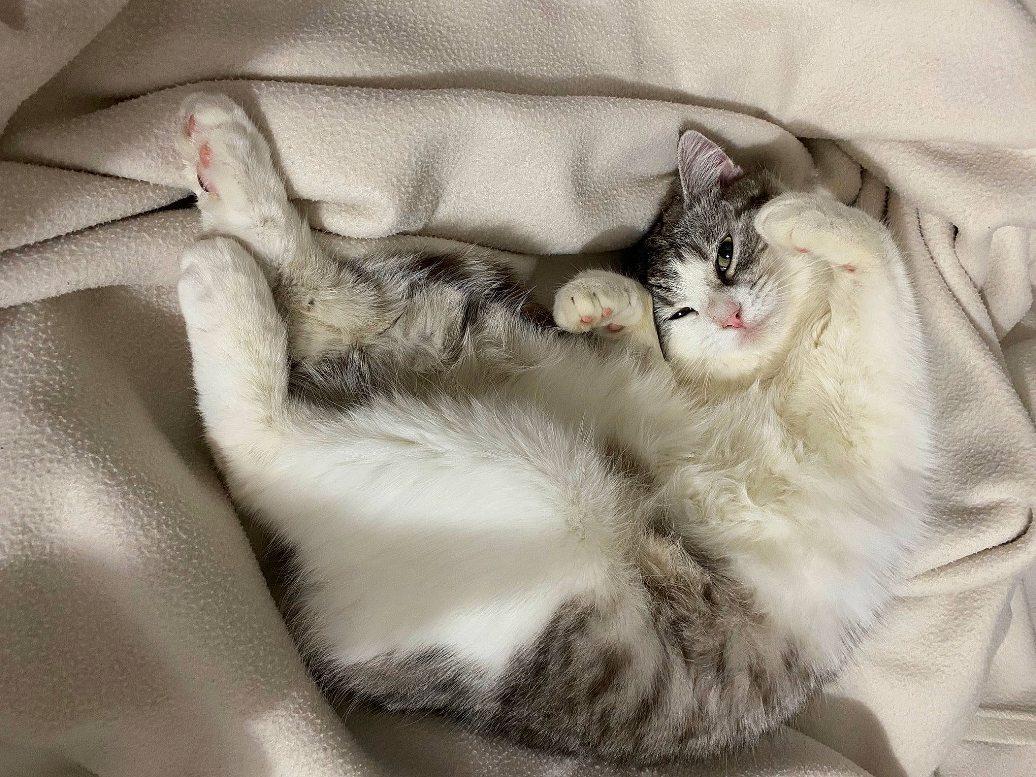 Simone participe au concours pour gagner de l'argent avec cette photo : bedding, blanket, carnivore, cat, claw, comfort, domestic_short_haired_cat, felidae, fur, grey, linens, nap, paw, sleep, small_to_medium_sized_cats, tail, whiskers