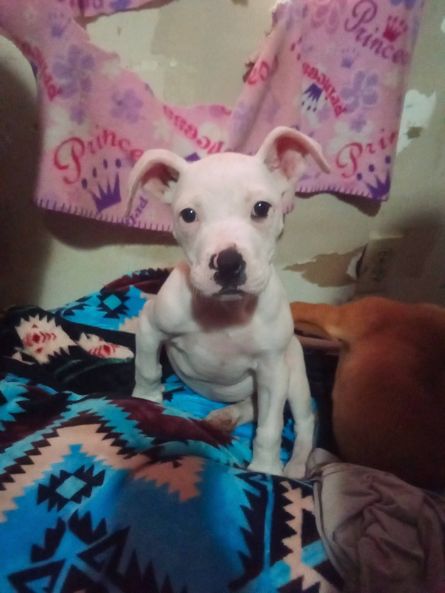 Baby joined the competition — help win amazing prizes! bull_terrier, canidae, carnivore, comfort, companion_dog, dog, dog_breed, dog_supply, fawn, linens, magenta, pattern, pink, sleeve, snout, sporting_group, t_shirt, toy_dog, whiskers, working_animal