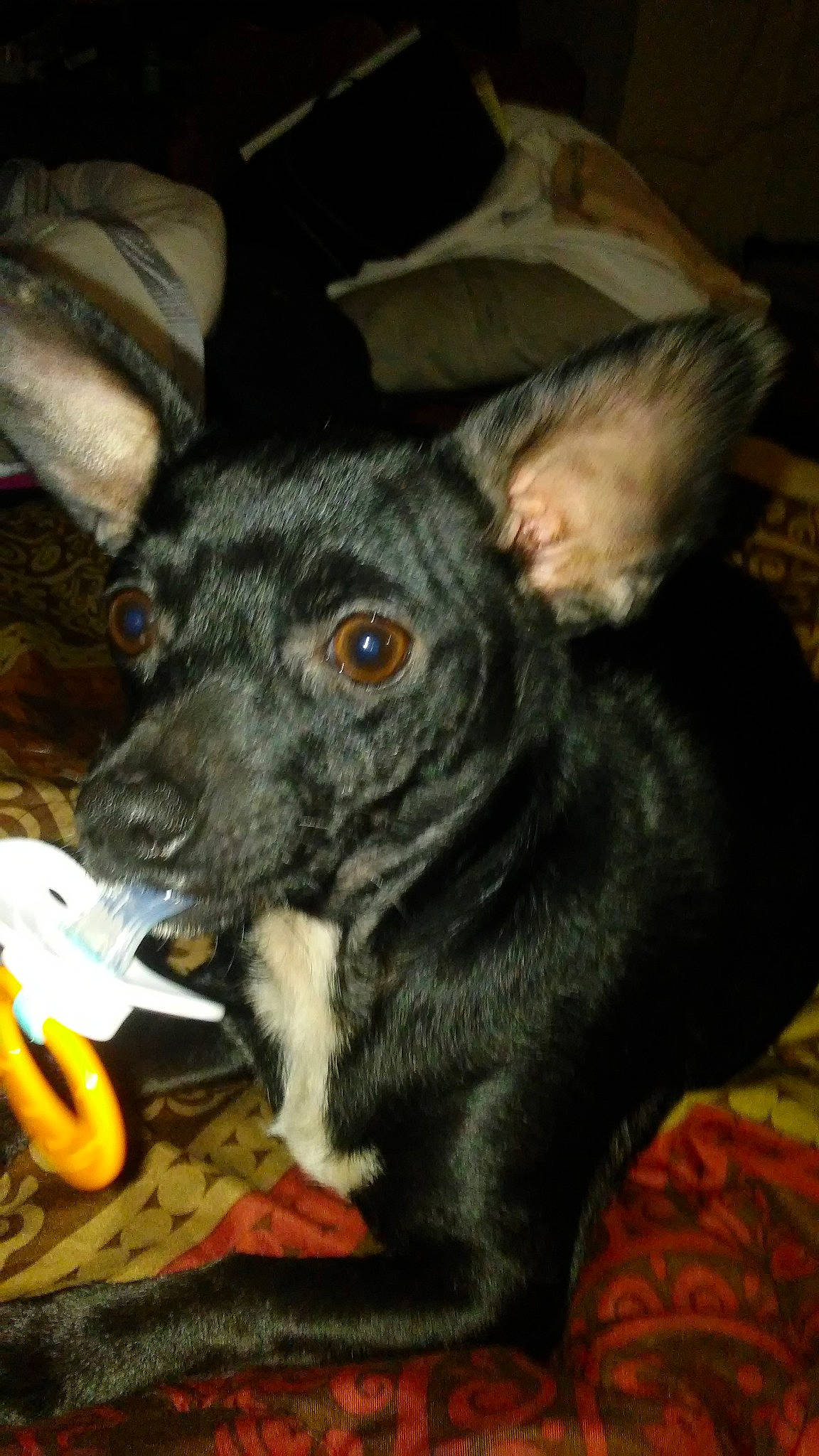 Chihuahua joined the competition — help win amazing prizes! canidae, carnivore, dog, dog_breed, ear, feist, formosan_mountain_dog, mammal, puppy, snout, vertebrate, whiskers