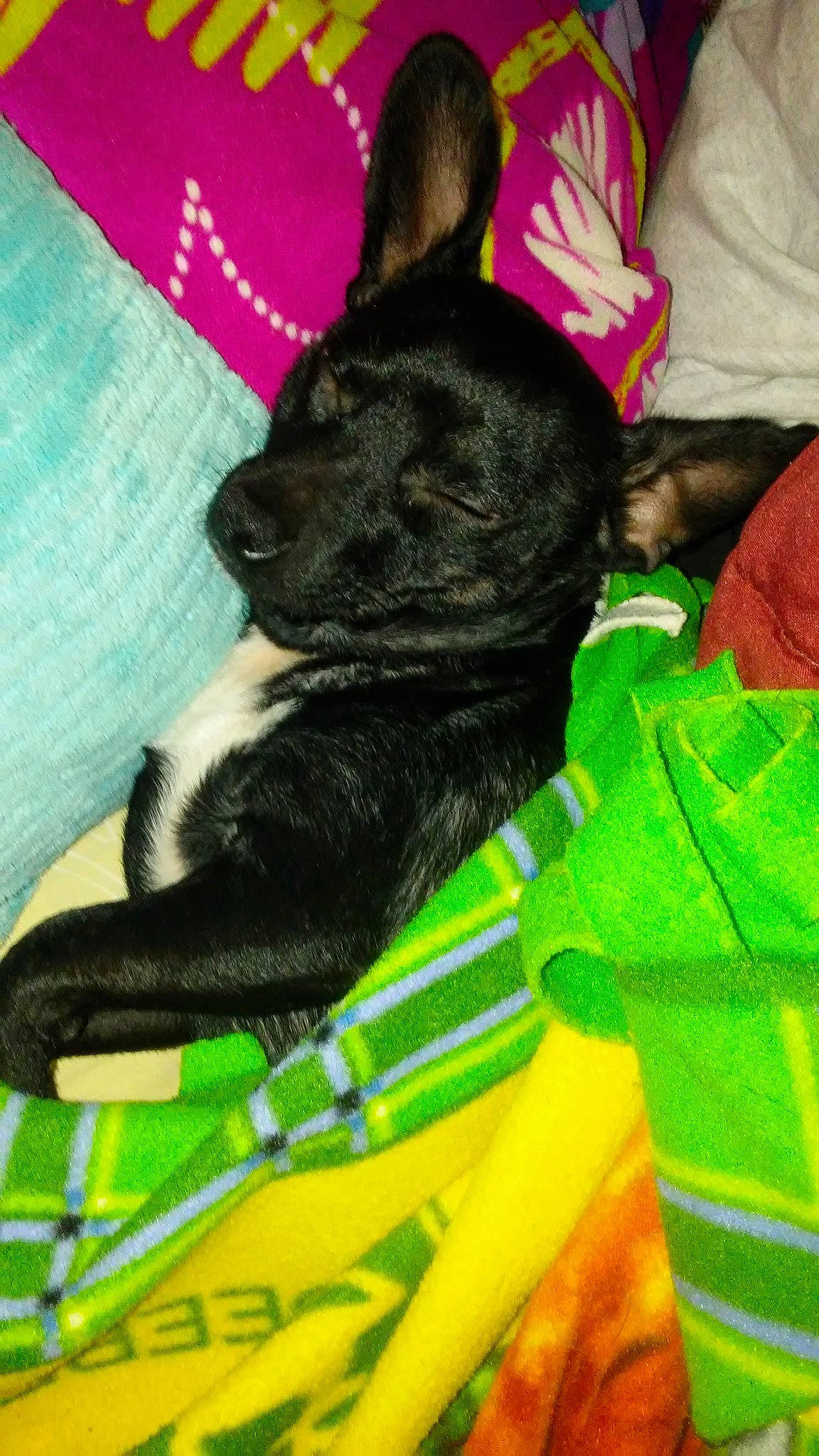 Chihuahua is registered to the contest to win money with this photo: canidae, carnivore, dog, dog_breed, fawn, french_bulldog, mammal, non_sporting_group, puppy, snout