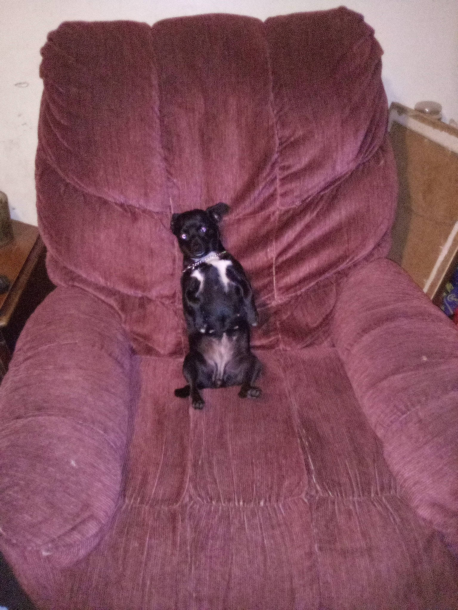 Chihuahua is registered to the contest to win money with this photo: canidae, carnivore, comfort, companion_dog, dog, dog_breed, dog_supply, laminate_flooring, pet_supply, purple, sporting_group, velvet, wood_flooring, working_animal, working_dog