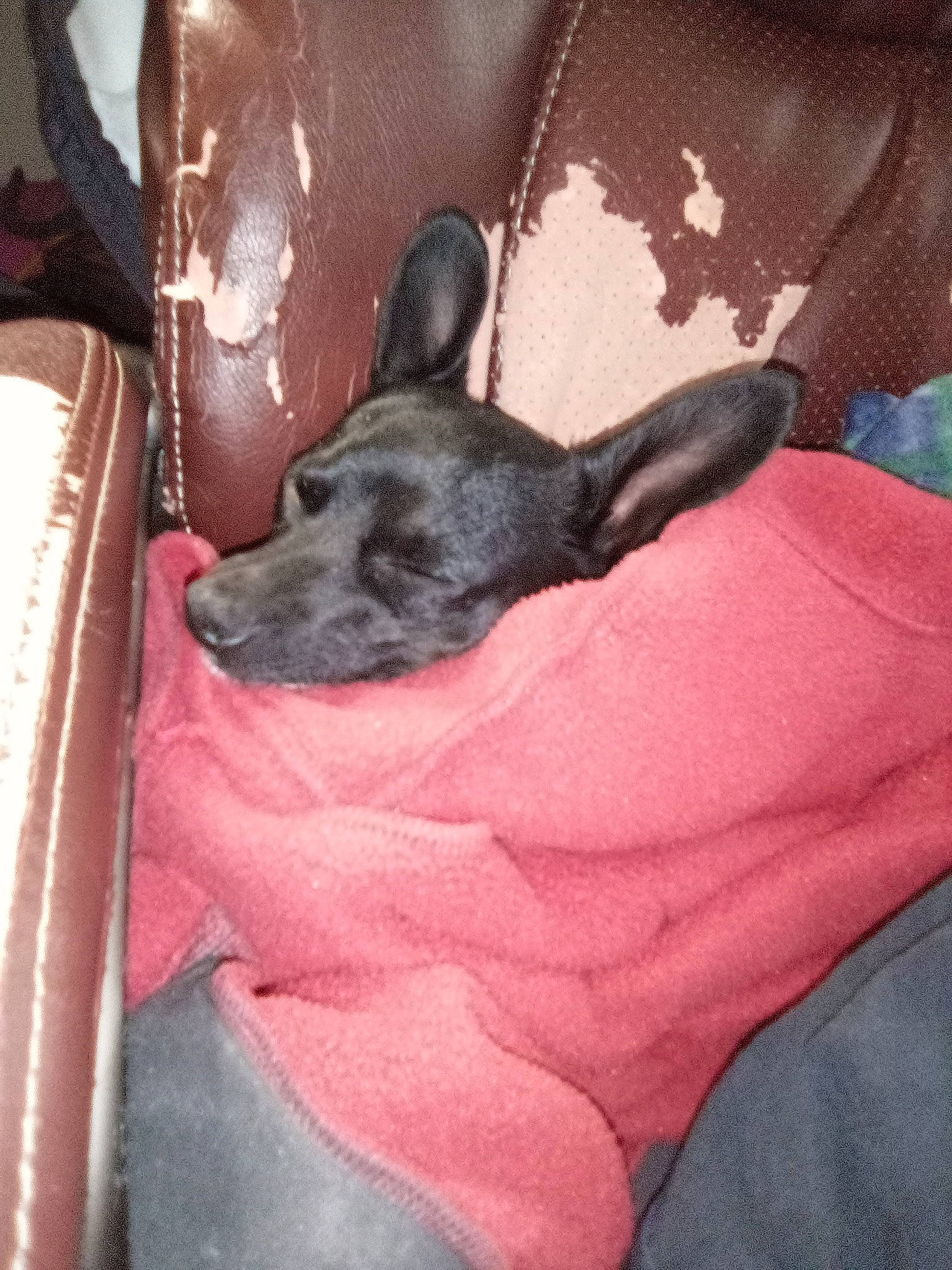 Chihuahua is registered to the contest to win money with this photo: canidae, carnivore, comfort, companion_dog, dog, dog_breed, dog_supply, formosan_mountain_dog, leather, liver, non_sporting_group, paw, pet_supply, snout, sporting_group, whiskers, working_animal, working_dog