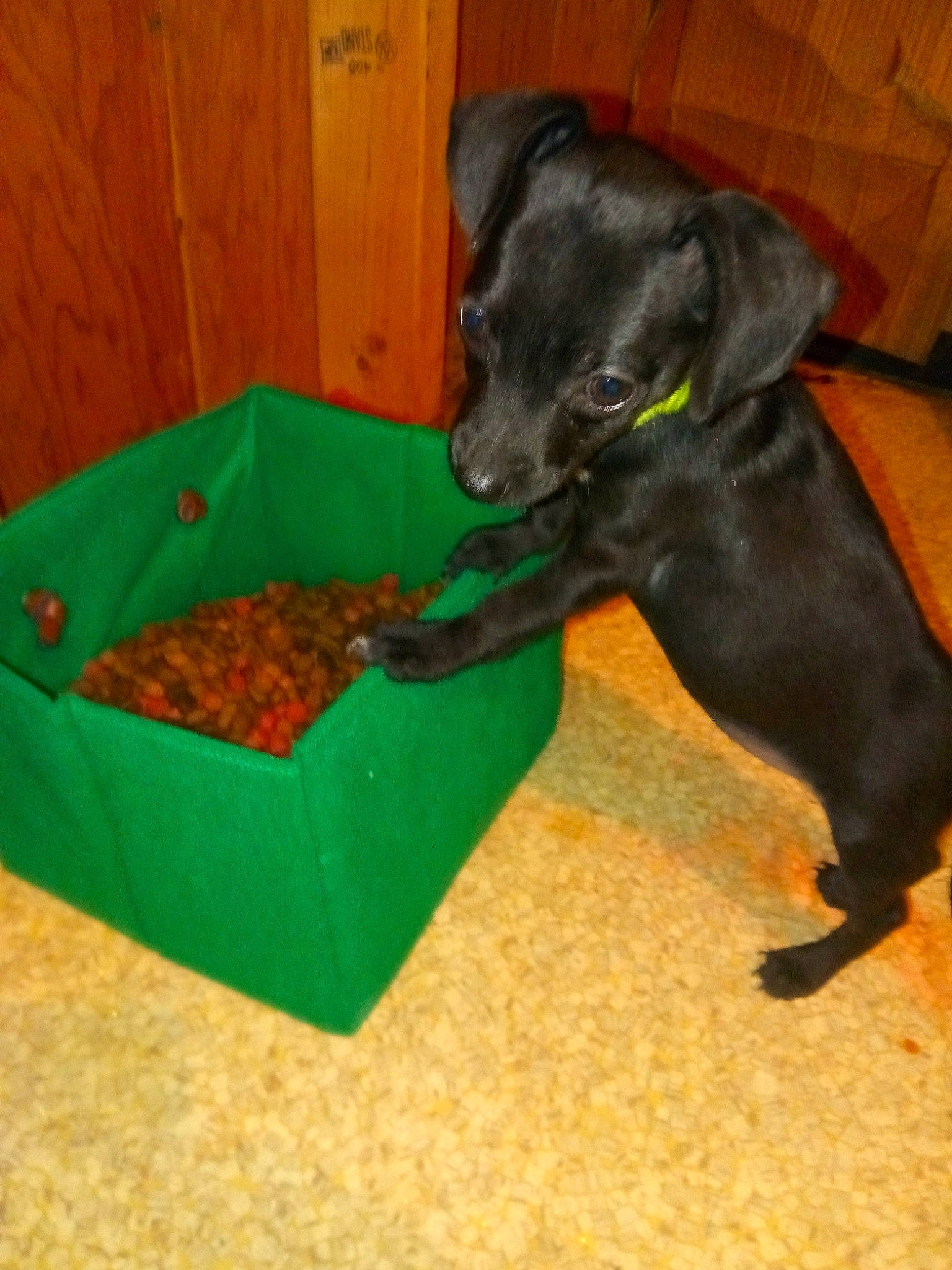 Chihuahua joined the competition — help win amazing prizes! canidae, carnivore, dog, dog_breed, fawn, labrador_retriever, miniature_pinscher, patterdale_terrier, play, puppy, sporting_group